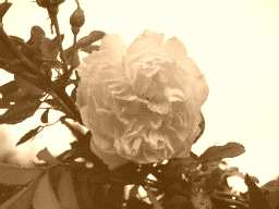 Image Copyright © Shrinkpictures.com Resized image with a Sepia Filter applied
