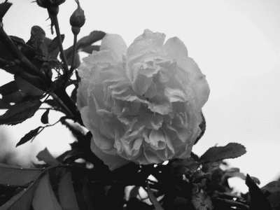 Image Copyright © Shrinkpictures.com Resized image with greyscale Filter