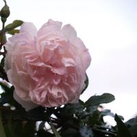 Image Copyright © Shrinkpictures.com Avatar