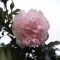 Image Copyright © Shrinkpictures.com 60 by 60 Avatar